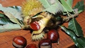 Castagne, come distinguere quelle buone da quelle